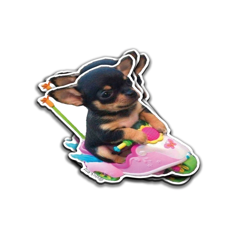 Chihuahua en Motoneta Rosa