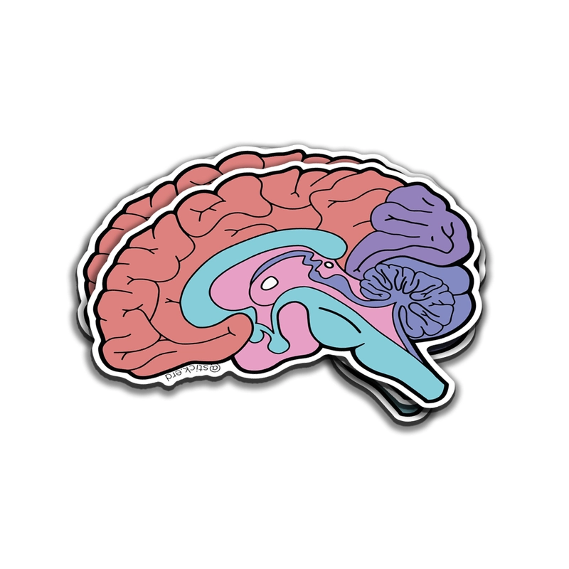 Cerebro de Colores