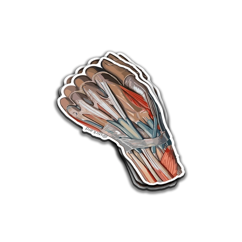 Mano Desnuda (Músculos y Tendones)
