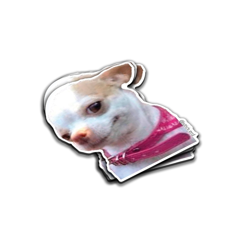 [11Z-3] Chihuahua de Mirada Coqueta
