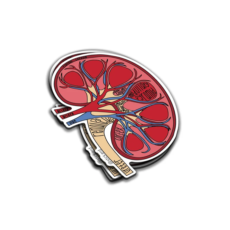[DBB-5] Anatomía del Riñón: Un Filtro Vital