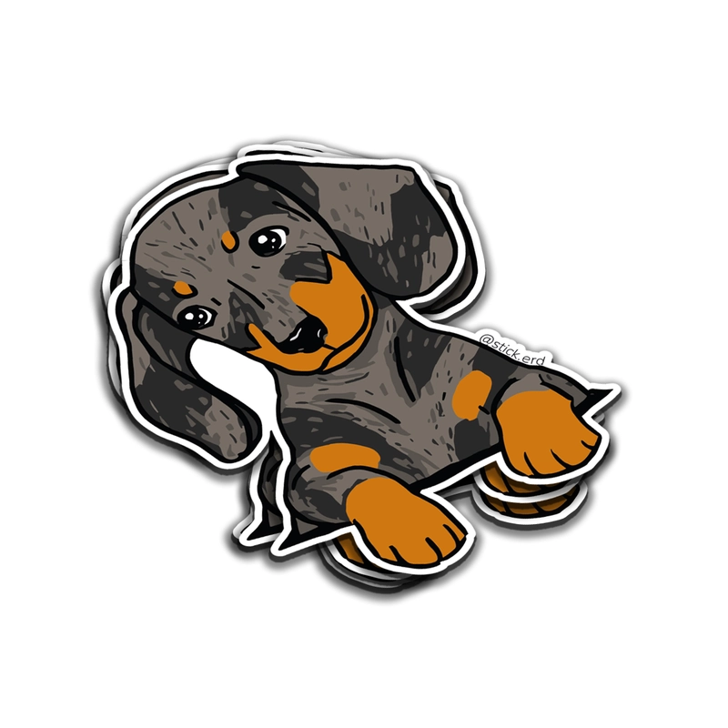 [DXA-11] Cachorro Dachshund Merle: Mirada Tierna