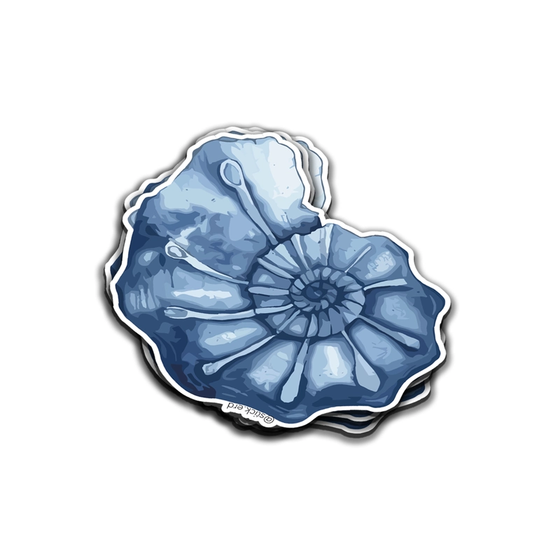 [QXQ-2] Fósil de Ammonite Azul