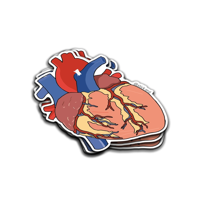 [UJD-8] Corazón con Vasos Sanguíneos